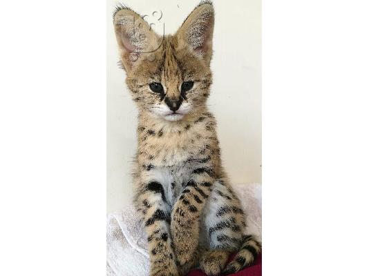 Serval και Savannah, caracal εγγεγραμμένα γατάκια